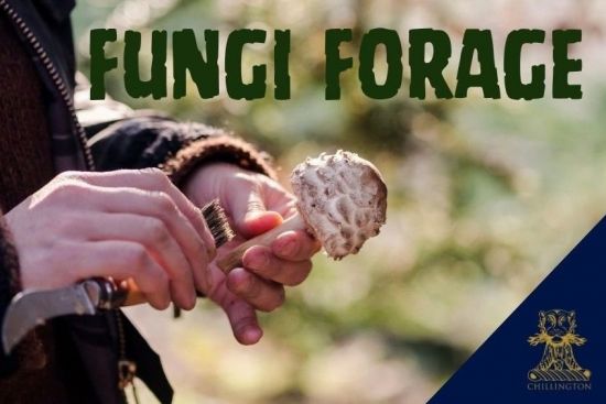 Fungi_Forage.jpg