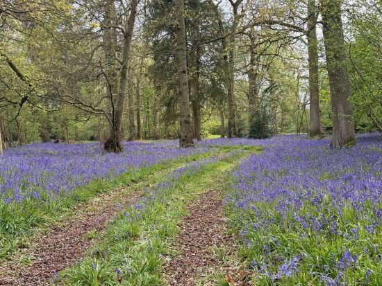 Woodlands area on the Chillington Estate